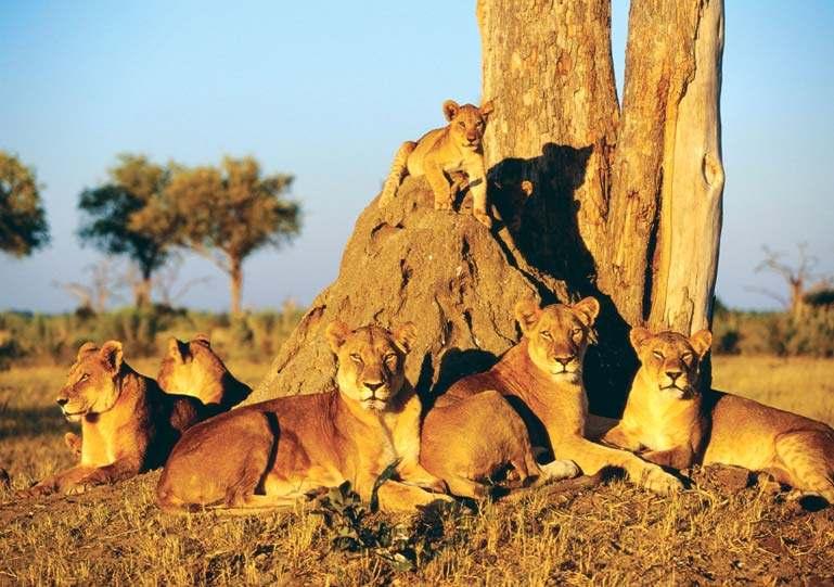 Αγέλη λιονταριών στο πάρκο Σερενγκέτι, Τανζανία Ηµέρα 8η: Σερενγκέτι - Νγκόρο Νγκόρο Μετά το πρωινό µας συνεχίζουµε για το Εθνικό Πάρκο του Νγκόρο Νγκόρο.