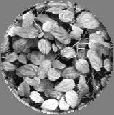porodice Piperaceae