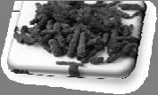 cubeba (kubeba papar) začin: bobice, nešto veće od običnog papra gorko-ljuta aroma, sa snažnim