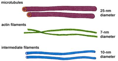 Kompleksna mreža proteinskih filamenata 3 osnovna elementa: 1. Mikrofilamenti (prečnika oko 7 nm) od proteina aktina 2. Intermedijarni filamenti (oko 8-11 nm) - od 6 glavnih proteina 3.