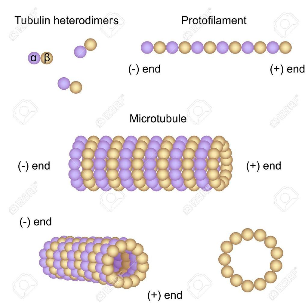 MIKROTUBULI U svim ćelijama osim u eritrocitima Građa: - α i β tubulin > protofilament - 13 protofilamenata zid Centrozom organizacioni centar - Kontrolisanje broja