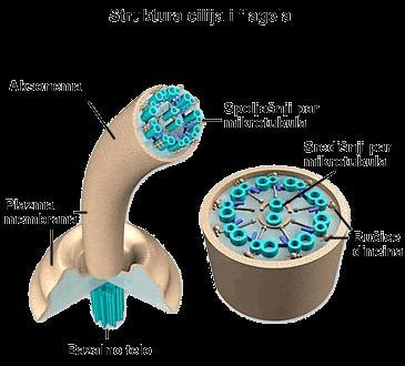 CILIJE - Specijalizacije apikalne površine epitelnih ćelija (najbrojnije u sprovodnom delu respiratornog sistema i jajovodu) - Rep spermatozoida ima modifikovanu ciliju flagelu - Srž cilije aksonema