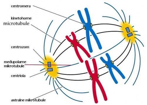 mikrotubula Zajedno sa citoplazmatskim mikrotubulama - centrozomski kompleks 9 tripleta mikrotubula A, B i