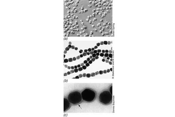 Magnetosomi Magnetosomi so kristalni delčki železovega oksidamagnetita Fe 3 O 4 (sladke vode) ali greogita Fe 3 S 4 (morja).