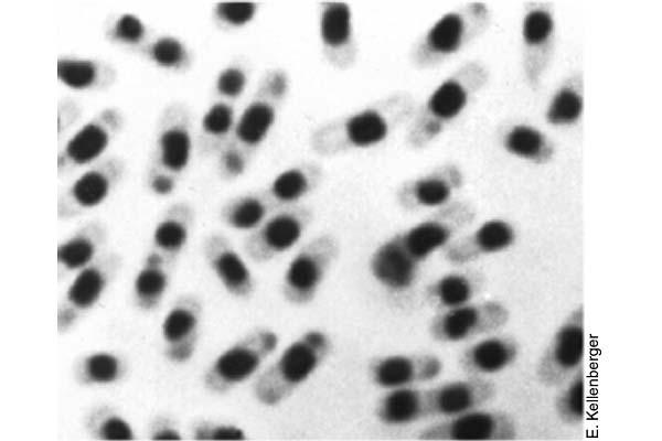 E.coli svetlobni mikroskop 4.