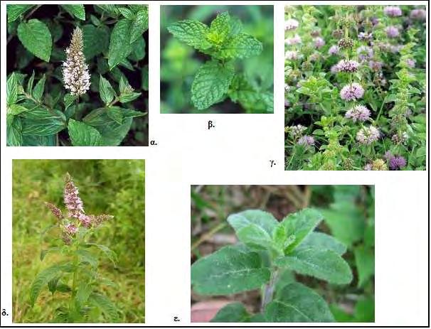 Εικόνα 7: α) Mentha piperita, β) Mentha viridis, γ) Mentha pulegium δ) Mentha longifolia και ε) Mentha aquatica 1.4.3.2.