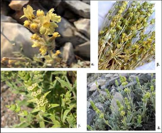 Εικόνα 8: α)sideritis raeseri, β)sideritis syriaca (μαλοτήρα), γ) Sideritis athoa και δ) Sideritis euboea 1.4.4.2.