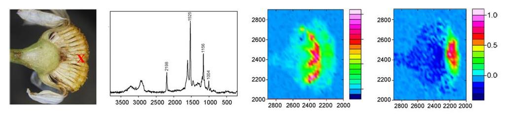 Ramani intensiivsus μm μm Lainearv, cm -1 (a) (b) (c) (d) μm μm (a) Kummeli (Chamomilla recutita) õisiku makrofoto.