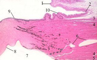 1. Protoplazma hansı hissələrdən ibarətdir? 1) nüvəcik 2) sitoplazma 3) sitozol 4) nüvə 5) hialoplazma A) 1.5., B) 2.5., C) 3.2. D) 3.5., E) 2.4., 2.