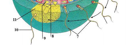 A) 2, 4, 7 B) 11, 3, 8 C) 3, 12, 11 D) 1, 4, 6 E) 11, 9, 7 324. Ürək əzələ toxumasının regnerasiyasını hansı hüceyrələr təmin edir?
