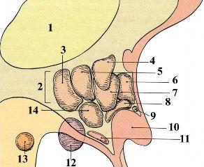A) 2, 5, 6 B) 12, 3, 7 C) 13, 4, 9 D) 1, 6, 8 E) 10, 11, 14 412. Qoxu nahiyyəsində hansı hüceyrələrə rast gəlinmir?