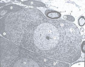 C) 2 D) 5 E) 1 515. Fibrosit, nüvə və qan kapilyarı hansı rəqəmlərlə göstərilib? A) 2, 7, 8 B) 5, 6, 9 C) 1, 5, 4 D) 3, 6, 10 E) 6, 7, 8 516.