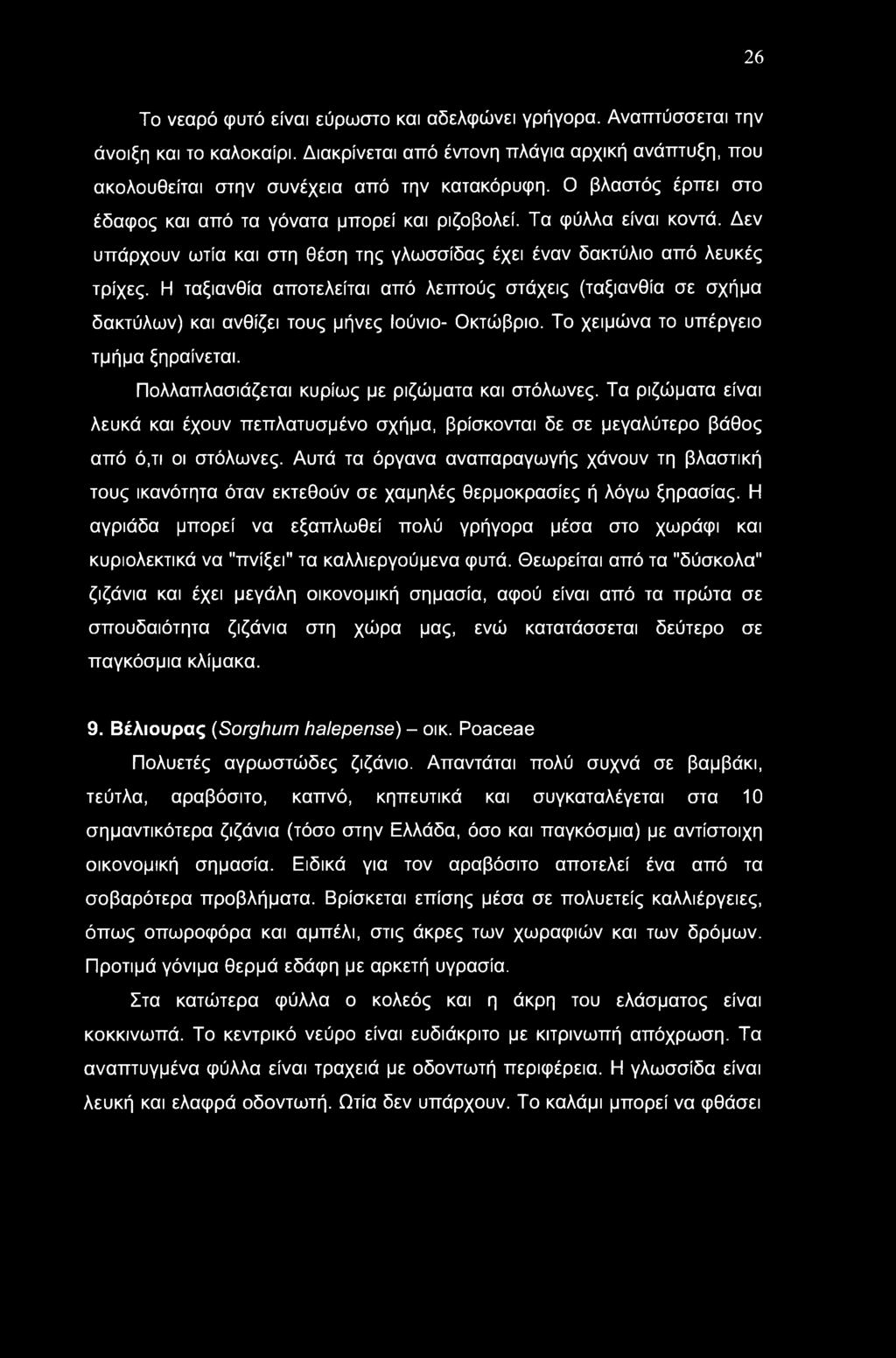 26 Το νεαρό φυτό είναι εύρωστο και αδελφώνει γρήγορα. Αναπτύσσεται την άνοιξη και το καλοκαίρι. Διακρίνεται από έντονη πλάγια αρχική ανάπτυξη, που ακολουθείται στην συνέχεια από την κατακόρυφη.