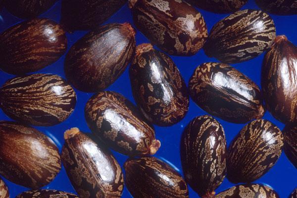 Καςτορέλαιο (CASTOR OIL) (ρετςινόλαδο, κικινέλαιο) «Σο Καςτορϋλαιο εύναι το ςταθερϐ ϋλαιο