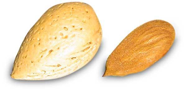 Οι ςπϐροι των δϑο ποικιλιϔν, amara και dulcis, εύναι πλοϑςιοι ςε λϊδι (50-60%) και μποροϑν να διακριθοϑν απϐ την εμφϊνιςη ςτην ποικιλύα amara ενϐσ κυανογϐνου γλυκοςύδη,