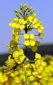 Κραμβέλαιο (canola) Η ελαιοκρϊμβη, Brassica napus L., var. oleifera (Brassicaceae) εύναι ϋνα φυςικϐ (αμφιδιπλοειδϋσ) υβρύδιο ανϊμεςα ςε δϑο λϊχανα (Β.
