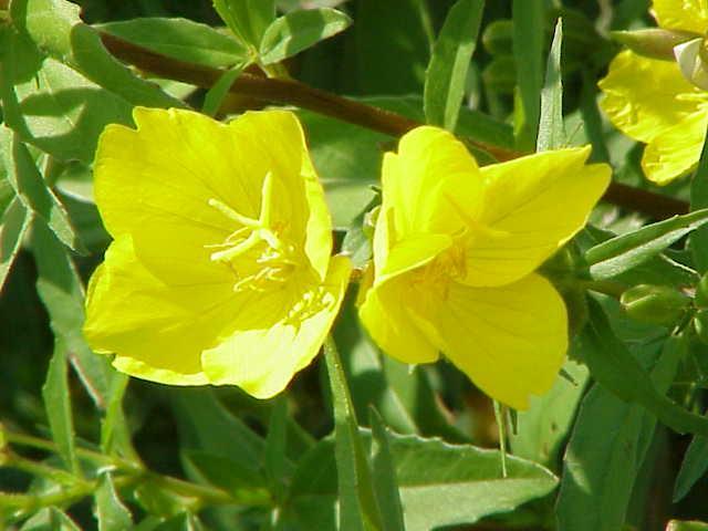 Οινοθήρα, EVENING PRIMROSE, Oenothera biennis L.