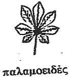 Β. ΤΑΞΙΝΟΜΘΣΘ ΤΟΥ ΦΥΛΛΟΥ ΤΘΣ ΑΜΡΕΛΟΥ