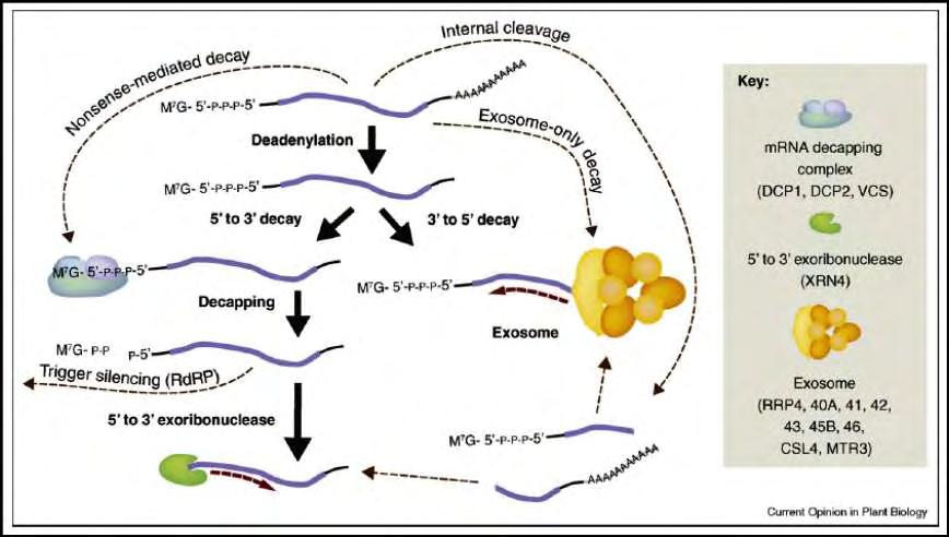 Η αποικοδόμησης του mrna ειδικότερα στα φυτά Στα φυτά, τα περισσότερα βιοχημικά σύμπλοκα που εμπλέκονται στην αποαδενυλίωση είναι συντηρημένα.