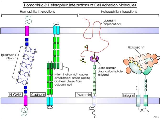 Fibronektin: multiadhezijski protein, povezuje se predvsem z vlaknastimi kolageni (I, II, III, V).