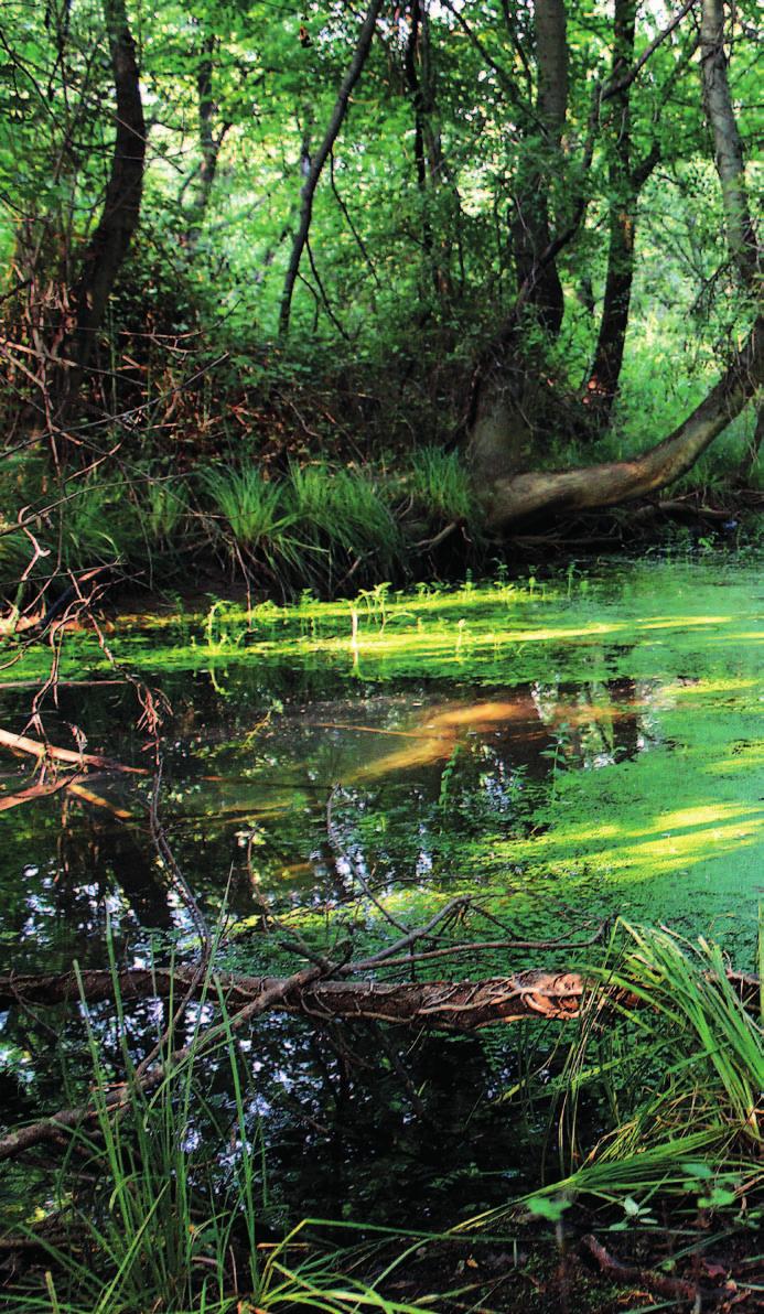 Projekt HYDROKARST Kraški vodonosnik kot strateški čezmejni vodni vir Projekt