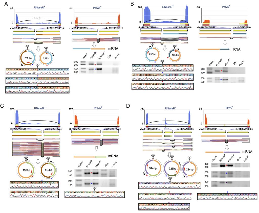 Supplementary Figure 9. Circular transcripts with alternative 3 splicing site validated by RT-PCR and Sanger sequencing in HeLa cells.