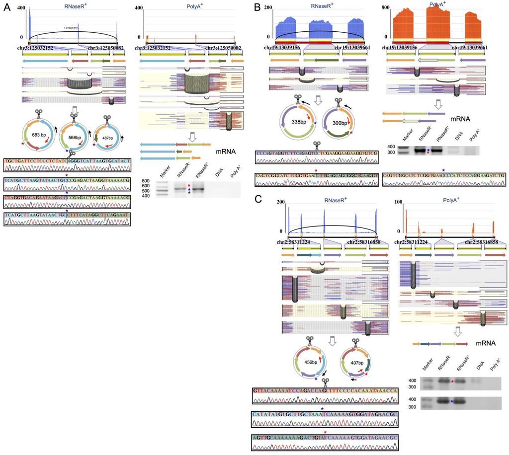 Supplementary Figure 10. Circular transcripts with alternative 5 splicing site validated by RT-PCR and Sanger sequencing in HeLa cells.