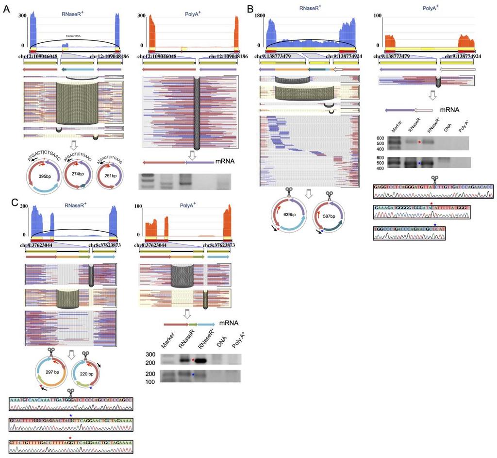 Supplementary Figure 11. Circular transcripts with intron retention validated by RT-PCR and Sanger sequencing in HeLa cells.