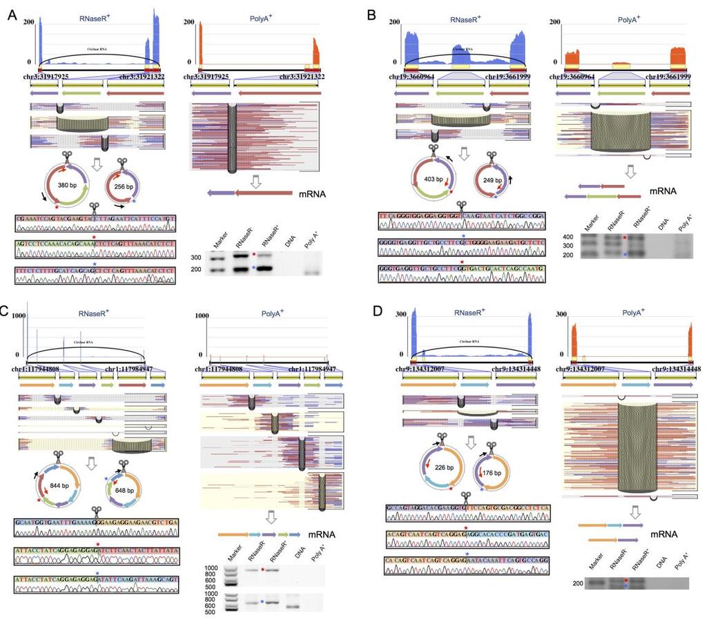 Supplementary Figure 8. Circular transcripts with exon skipping validated by RT-PCR and Sanger sequencing in HeLa cells.