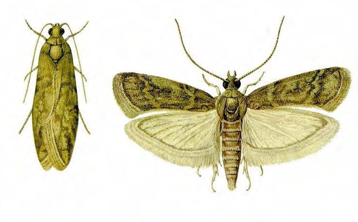 ΚΕΦΑΛΑΙΟ 2 Ο 32 Εικ.2.17: Το ακμαίο Ephestia elutella δ)plodia interpunctella (Hübner) : Κοινό σκουλήκι αποθηκών. Τέλειο: Άνοιγμα πτερύγων 15 20 mm.