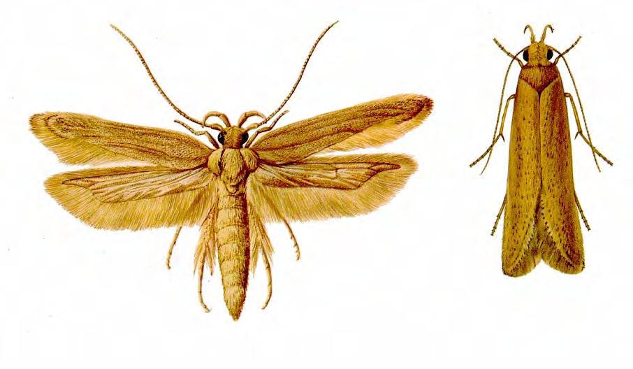 ΚΕΦΑΛΑΙΟ 2 Ο 33 Οικογένεια Gelechiidae α) Sitotroga cerealella (Oliver) : Σιτότρωγα. Τέλειο: Πτέρυγες κροσσωτές μυτερές, με χρώμα κίτρινο τεφρό οι πρόσθιες και τεφρό οι οπίσθιες.