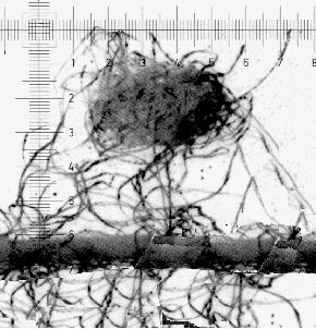 microscopului Projectina Tabelul IX.3.
