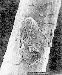 IX.3.5.