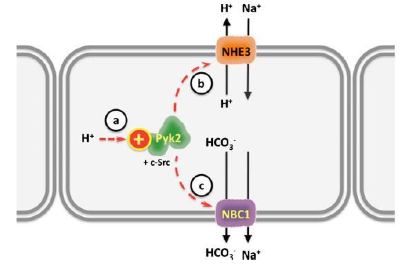 ΕΓΓΥΣ εσπειραμένο: Ενδοκυττάριος «αισθητήρας» H+ η τυροσινική κινάση Pyk2 και το c-syr