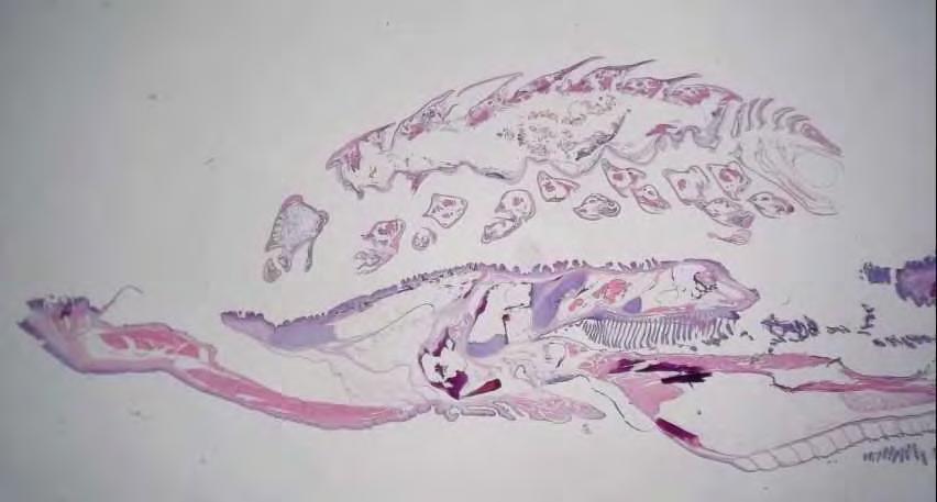 Εικ. 6.