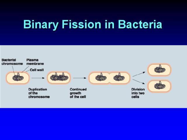 Αναπαραγωγή βακτηρίων o Αναπαράγονται μονογονικά με απλή διχοτόμηση.