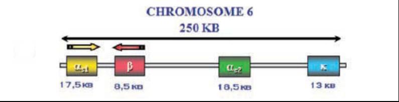 Момчило Шаран Мастер рад Увод капа казеин А једини има аминокиселину серин, док Е варијанта има глицин (Стојчевић, 2004). Казеински гени су лоцирани на q31-33 региону хромозома 6.
