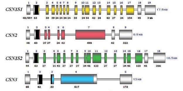 Геномска организација говеђег казеинског локуса који кодира синтезу: αs1-cn (CSN1S1), β-cn (CSN2), αs2-cn (CSN1S2), и κ-cn (CSN3).