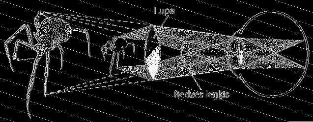 gadā: holandietis Frīzijs (Frisius) tajā novēroja Saules aptumsumu. Tumšā kamera ir tumša telpa, kurā pa mazu caurumiņu ieplūst gaismas stari un veido uz pretējās sienas attēlu.