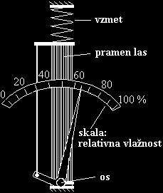 Pri povečani vlagi v zraku spodnja stran odmrlih ovojkovih listov bodeče neže sprejme (absorbira) več vlage kot pa zgornja stran.