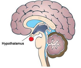 promene apetita, raspoloženja i energije PET studije aktivacije hipotalamusa orexin potencijalni lek (animalni model) hipotalamus je značajan i za druge primarne glavobolje Denuelle