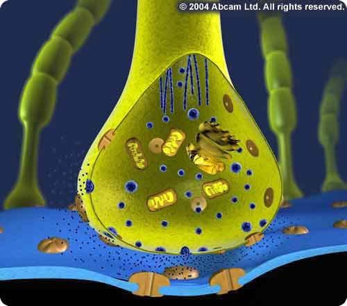 Neurotransmiteri i neuropeptidi Serotonin (5-HT) Dopamin NOS CGRP povišen u ataku migrene, izaziva atak migrene VIP marker aktivacije PSY, nije