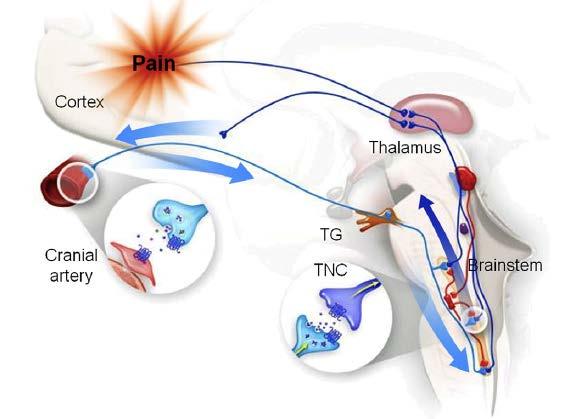 CGRP receptori i neuroni Cerebelum Talamus PAG