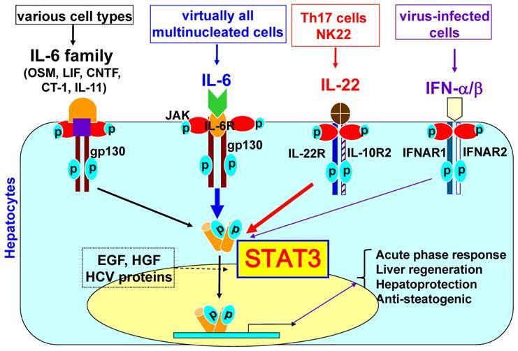 Εικόνα 8 Ενεργοποίηση παράγοντα STAT3 (Signal transducer and activator of transcription 3) Από Int J Biol Sci 2011; 7(5):536-550 Η CRP είναι μια πρωτεΐνη οξείας φάσης, η οποία κατά τη διάρκεια της