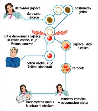 Kloniranje je postopek nespolnega razmnoževanja, pri katerem je novo nastala celica oz.