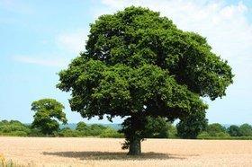 Α. Φυλλοβόλα Πλατφφυλλη δρυσ (Quercus frainetto) Είδοσ που μπορεί να ξεπεράςει ςει ςε