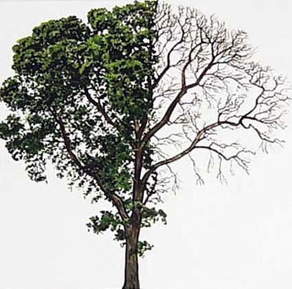 Δρυσ χνοώδησ (Quercus pubescens) Αποτελεί