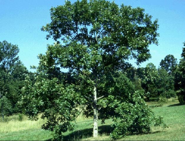 Ήμερη βελανιδιά (Quercus macrolepis) Η ιμερθ βελανιδιά είναι είδοσ φυλλοβόλο ι