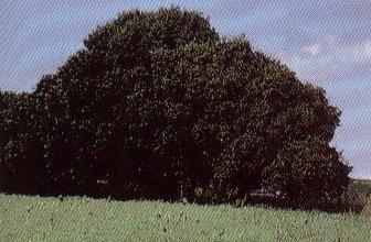 Δρυσ κοκκοφόροσ ή πρίνοσ ή Πουρνάρι (Quercus coccifera) Είναι