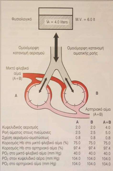 Α Β Γ Σχήμα 2Α. Η οξυγόνωση του αρτηριακού αίματος σε απόλυτα ομοιόμορφη σχέση αερισμού-αιμάτωσης (V/Q).